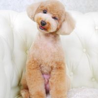 【山手店】2017年9月7日のワンちゃん達♪