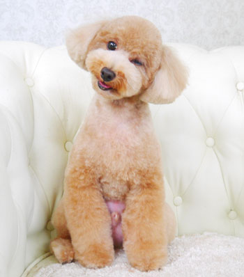 【山手店】2017年9月7日のワンちゃん達♪