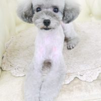 【山手店】2017年9月8日のワンちゃん達♪