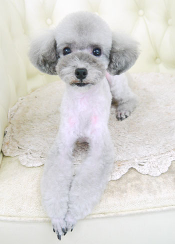 【山手店】2017年9月8日のワンちゃん達♪