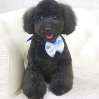 【山手店】2017年9月10日のワンちゃん達♪