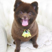 【山手店】2017年9月11日のワンちゃん達♪