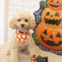 【本店】2017年10月1日のワンちゃん達♪