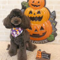 【本店】2017年10月2日のワンちゃん達♪