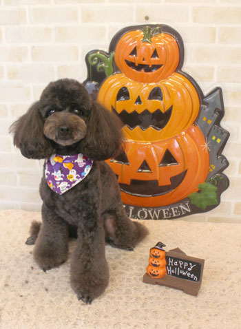 【本店】2017年10月2日のワンちゃん達♪