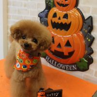 【本店】2017年10月4日のワンちゃん達♪