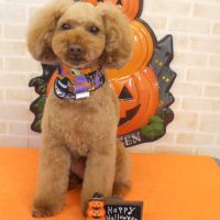 【本店】2017年10月5日のワンちゃん達♪