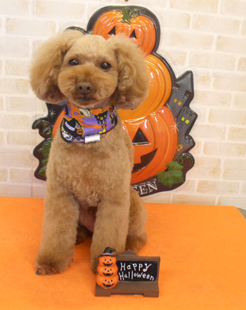 【本店】2017年10月5日のワンちゃん達♪