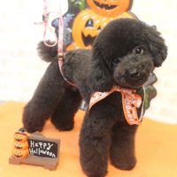 【本店】2017年10月6日のワンちゃん達♪