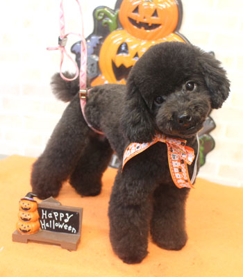 【本店】2017年10月6日のワンちゃん達♪