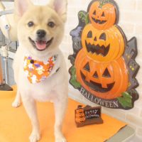 【本店】2017年10月7日のワンちゃん達♪