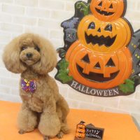 【本店】2017年10月8日のワンちゃん達♪