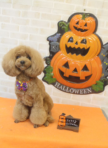 【本店】2017年10月8日のワンちゃん達♪