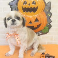 【本店】2017年10月9日のワンちゃん達♪