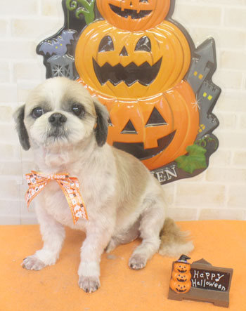 【本店】2017年10月9日のワンちゃん達♪