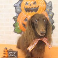 【本店】2017年10月11日のワンちゃん達♪