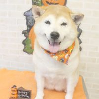 【本店】2017年10月12日のワンちゃん達♪