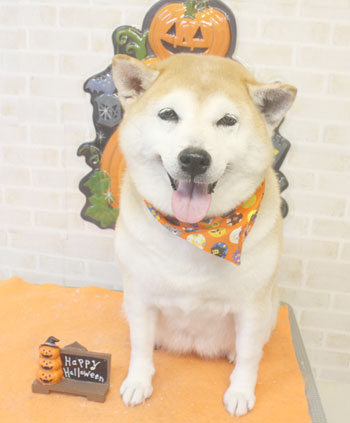 【本店】2017年10月12日のワンちゃん達♪