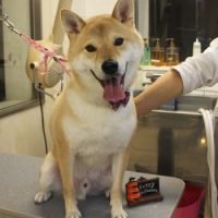 【本店】2017年10月13日のワンちゃん達♪