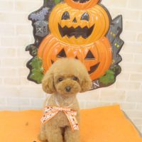 【本店】2017年10月14日のワンちゃん達♪