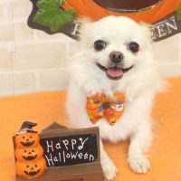 【本店】2017年10月15日のワンちゃん達♪