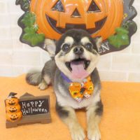 【本店】2017年10月16日のワンちゃん達♪