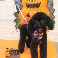 【本店】2017年10月18日のワンちゃん達♪