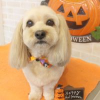 【本店】2017年10月19日のワンちゃん達♪