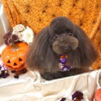 【池下店】2017年10月1日のワンちゃん達♪