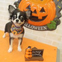 【本店】2017年10月20日のワンちゃん達♪　