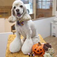 【池下店】2017年10月2日のワンちゃん達♪