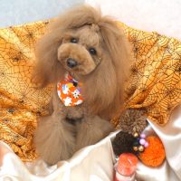 【池下店】2017年10月5日のワンちゃん達♪