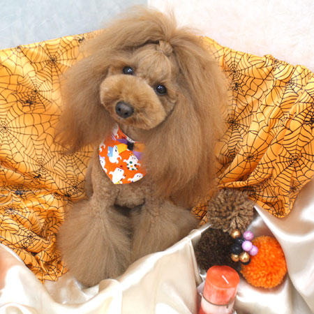 【池下店】2017年10月5日のワンちゃん達♪