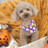 【池下店】2017年10月6日のワンちゃん達♪