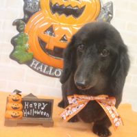 【本店】2017年10月21日のワンちゃん達♪　