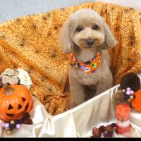 【池下店】2017年10月7日のワンちゃん達♪