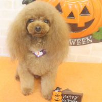 【本店】2017年10月22日のワンちゃん達♪　