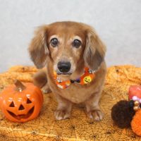 【池下店】2017年10月9日のワンちゃん達♪