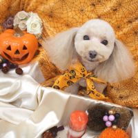 【池下店】2017年10月12日のワンちゃん達♪