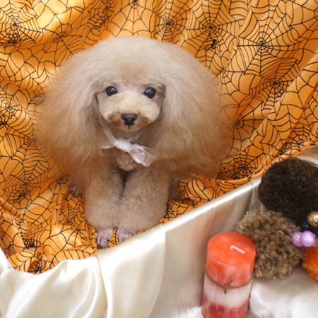 【池下店】2017年10月13日のワンちゃん達♪