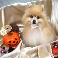 【池下店】2017年10月14日のワンちゃん達♪