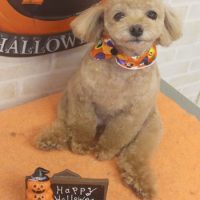 【本店】2017年10月23日のワンちゃん達♪