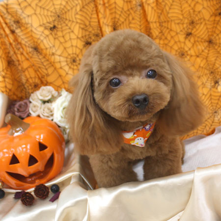 【池下店】2017年10月15日のワンちゃん達♪