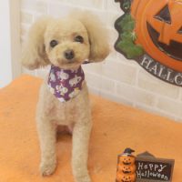 【本店】2017年10月25日のワンちゃん達♪