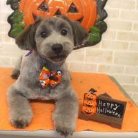 【本店】2017年10月26日のワンちゃん達♪　