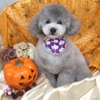 【池下店】2017年10月16日のワンちゃん達♪