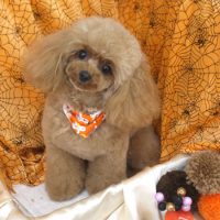 【池下店】2017年10月19日のワンちゃん達♪