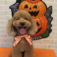 【本店】2017年10月27日のワンちゃん達♪