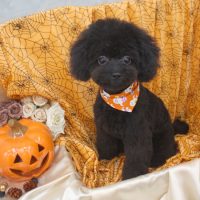 【池下店】2017年10月21日のワンちゃん達♪