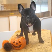 【池下店】2017年10月22日のワンちゃん達♪